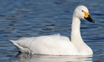 Swan mali
